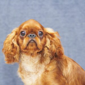 Quick as Wink King Charles Spaniel