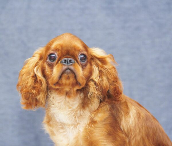 Quick as Wink King Charles Spaniel