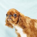 Quiet-Beauty-female-King-Charles-spaniel-puppy-for-sale-02