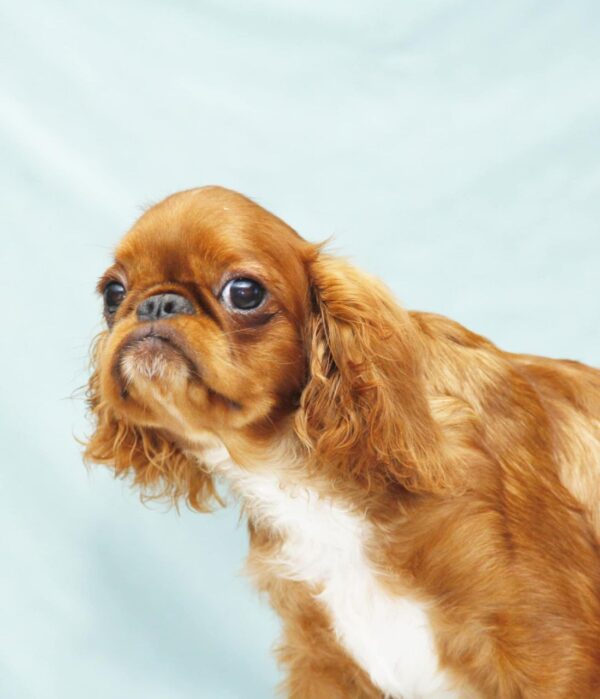Quiet Beauty King Charles Spaniel Quiet Beauty King Charles Spaniel