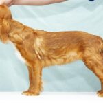Quiet-Beauty-female-King-Charles-spaniel-puppy-for-sale-03