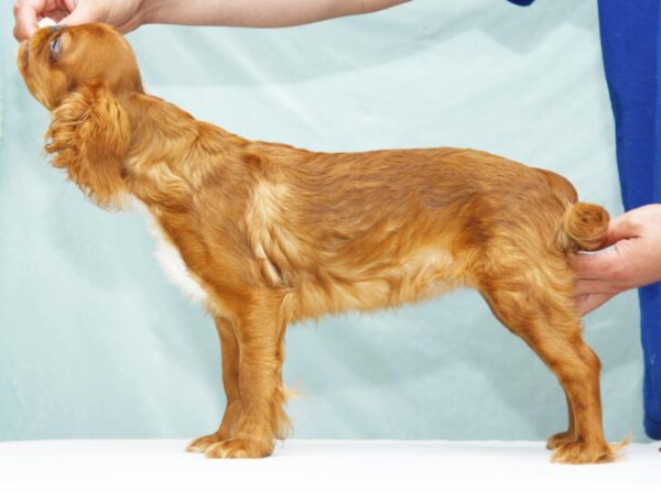 Quiet Beauty King Charles Spaniel Quiet Beauty King Charles Spaniel