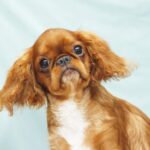 Quiet-Beauty-female-King-Charles-spaniel-puppy-for-sale-04