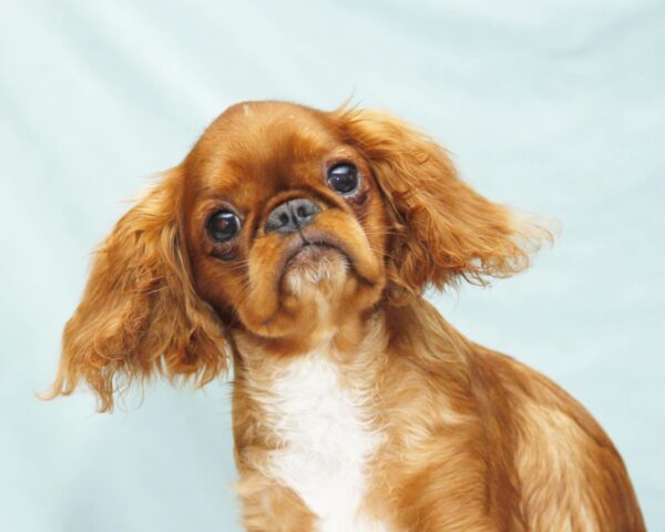 Quiet Beauty King Charles Spaniel Quiet Beauty King Charles Spaniel