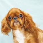 Quiet-Beauty-female-King-Charles-spaniel-puppy-for-sale-05