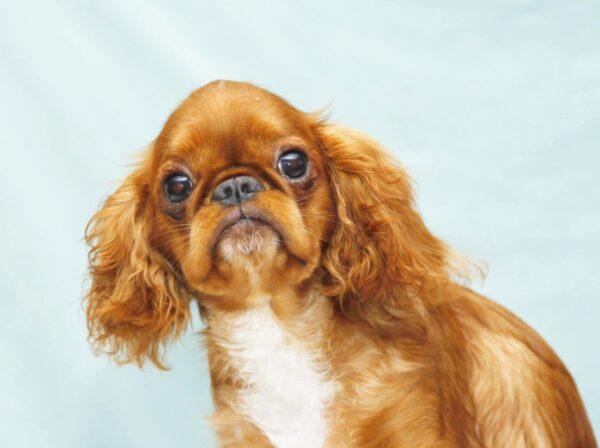 Quiet Beauty King Charles Spaniel Quiet Beauty King Charles Spaniel