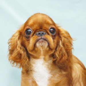 Quiet Beauty King Charles Spaniel