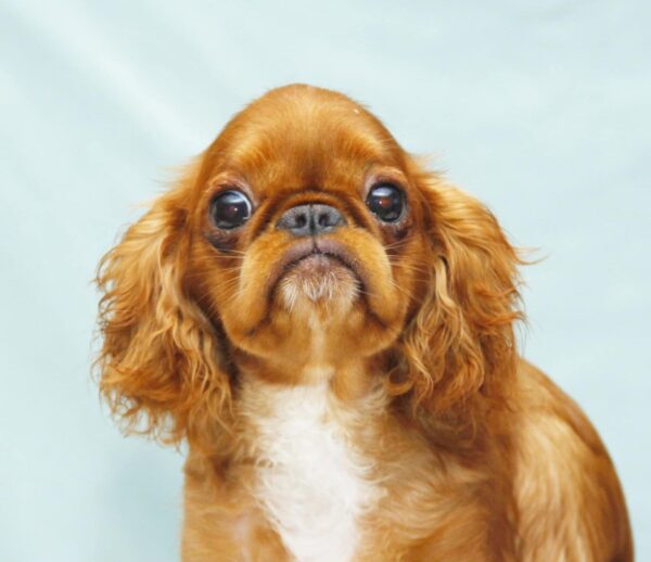 Quiet Beauty King Charles Spaniel Quiet Beauty King Charles Spaniel