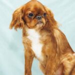Quiet-Beauty-female-King-Charles-spaniel-puppy-for-sale-07