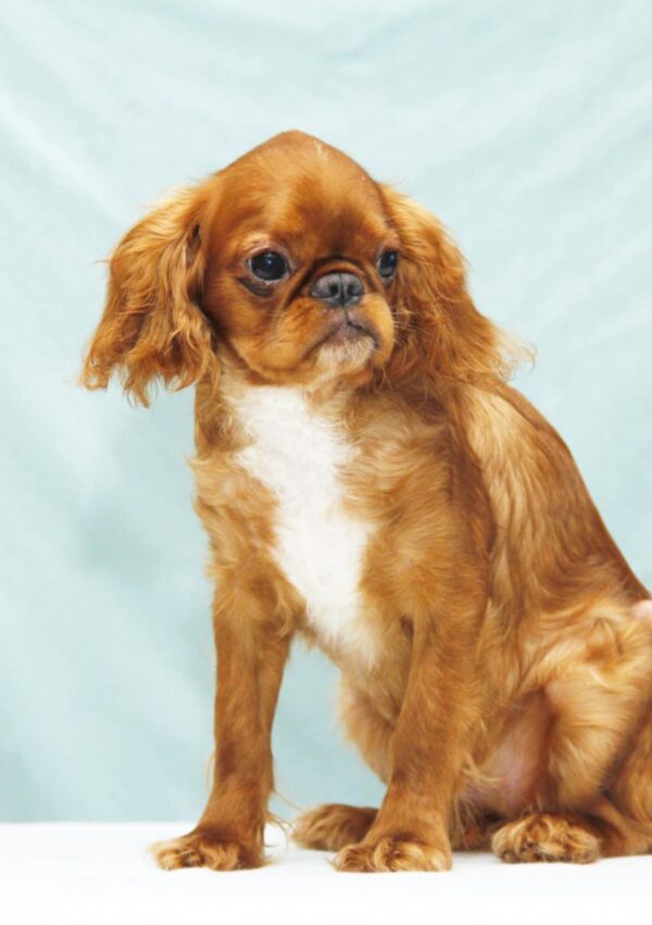 Quiet Beauty King Charles Spaniel Quiet Beauty King Charles Spaniel