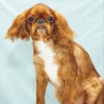 Quiet-Beauty-female-King-Charles-spaniel-puppy-for-sale-08
