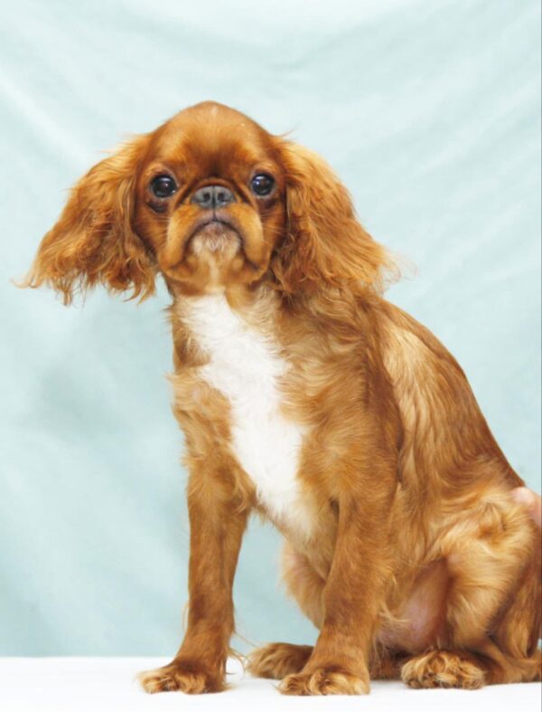 Quiet Beauty King Charles Spaniel Quiet Beauty King Charles Spaniel