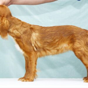 Quiet Beauty King Charles Spaniel