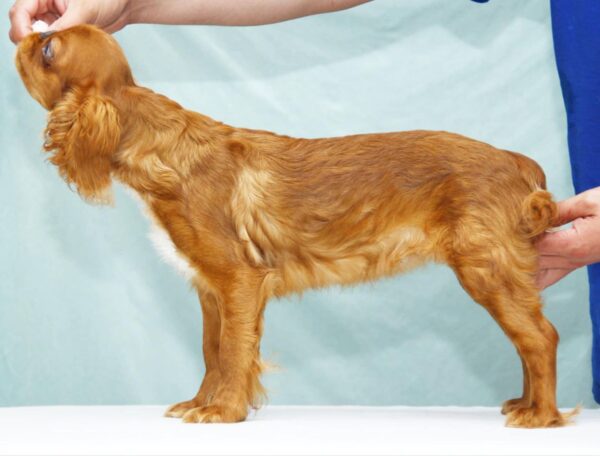 Quiet Beauty King Charles Spaniel Quiet Beauty King Charles Spaniel