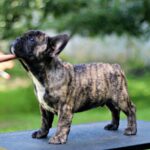 Romeo-male-French-Bulldog-puppy-for-sale-1