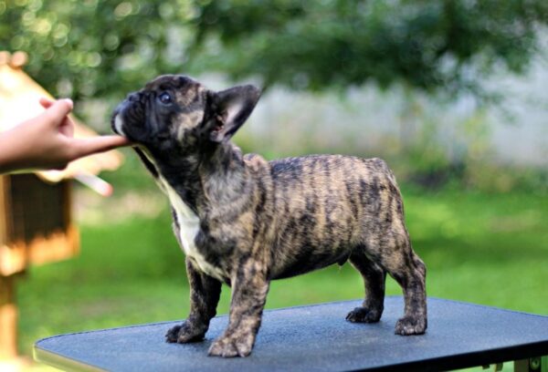 Romeo French Bulldog Romeo French Bulldog