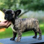 Romeo-male-French-Bulldog-puppy-for-sale-2