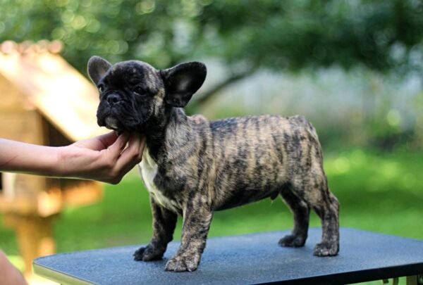 Romeo French Bulldog Romeo French Bulldog