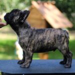 Romeo-male-French-Bulldog-puppy-for-sale-3