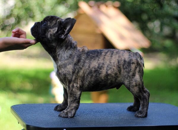 Romeo French Bulldog Romeo French Bulldog