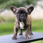 Romeo-male-French-Bulldog-puppy-for-sale-4