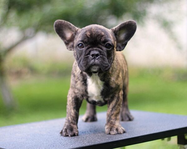 Romeo French Bulldog Romeo French Bulldog