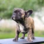 Oscar French Bulldog