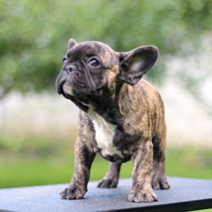Romeo French Bulldog