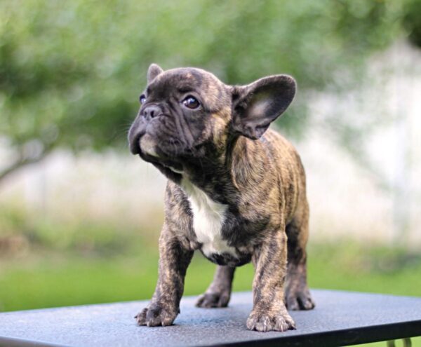 Romeo French Bulldog Romeo French Bulldog