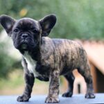 Romeo-male-French-Bulldog-puppy-for-sale-6