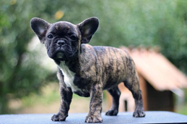 Romeo French Bulldog Romeo French Bulldog