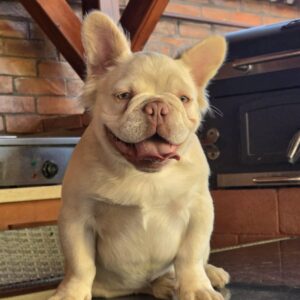 Ronny Fluffy French Bulldog