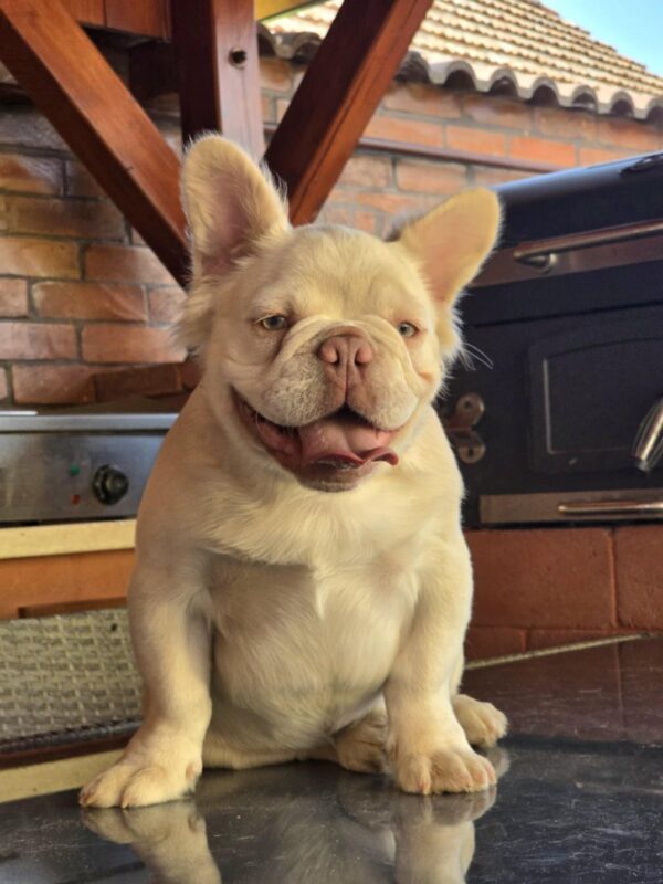 Ronny Fluffy French Bulldog Ronny Fluffy French Bulldog