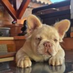 Ronny male Fluffy French Bulldog for sale02