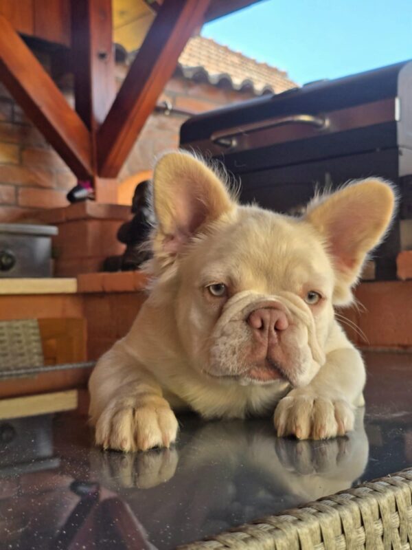 Ronny Fluffy French Bulldog Ronny Fluffy French Bulldog