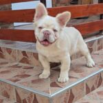 Ronny male Fluffy French Bulldog for sale03