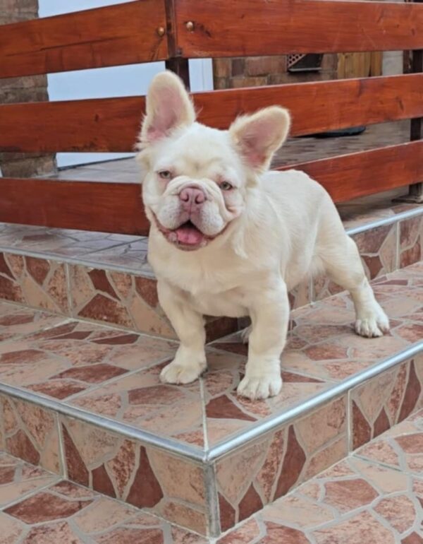 Ronny Fluffy French Bulldog Ronny Fluffy French Bulldog
