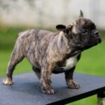 Rosh-male-French-Bulldog-puppy-for-sale-1