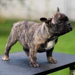 Rosh French Bulldog Rosh French Bulldog