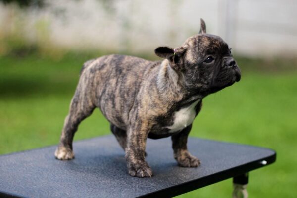 Rosh French Bulldog