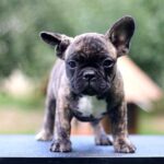 Rosh-male-French-Bulldog-puppy-for-sale-2