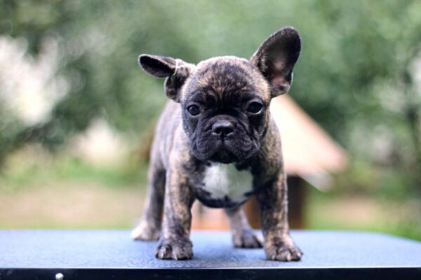 Rosh French Bulldog