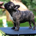 Rosh-male-French-Bulldog-puppy-for-sale-3
