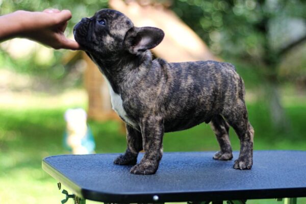 Rosh French Bulldog