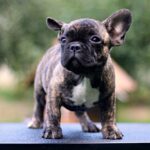Rosh-male-French-Bulldog-puppy-for-sale-4