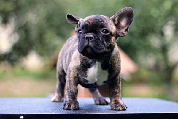 Rosh French Bulldog
