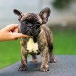 Rosh-male-French-Bulldog-puppy-for-sale-5