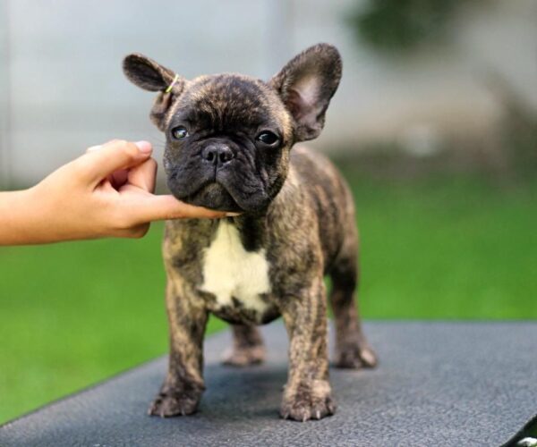 Rosh French Bulldog