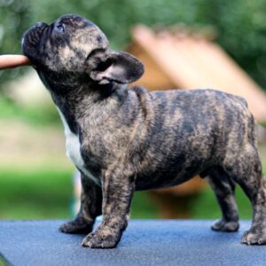 Rosh French Bulldog Rosh French Bulldog