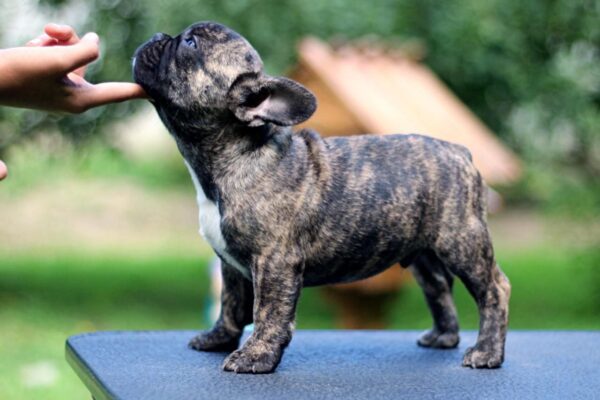 Rosh French Bulldog